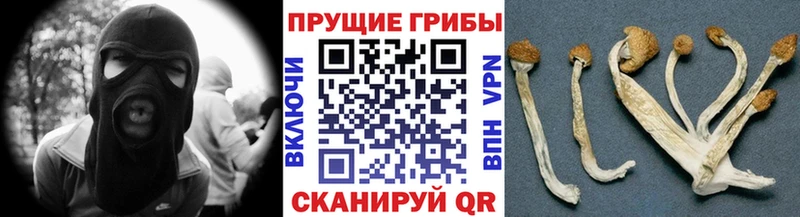 Псилоцибиновые грибы Psilocybine cubensis  Мамоново 
